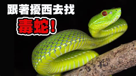 台灣最毒的蛇排名 自投鼎俎